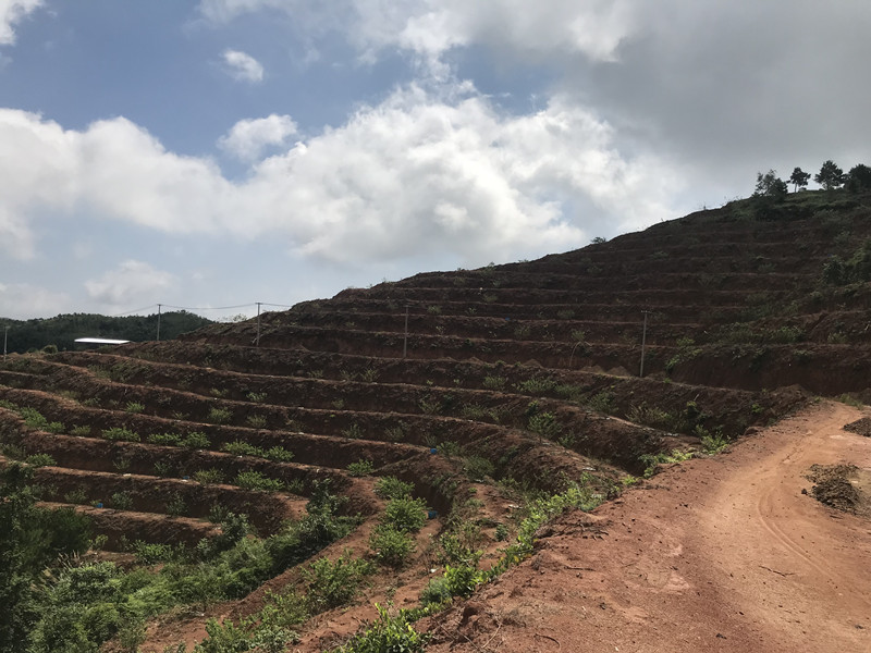 茶叶基地