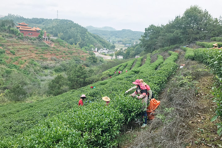 茶叶基地